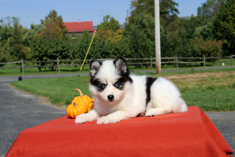 puppy, for, sale, Pomsky, Matthew B. Stoltzfus, dog, breeder, Gap, PA, dog-breeder, puppy-for-sale, forsale, nearby, find, puppyfind, locator, puppylocator, aca